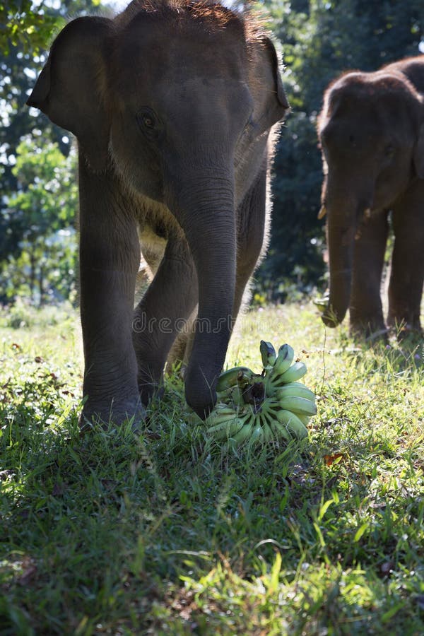 Young Elephant Eating Banana in Nature Stock Image Image of wildlife