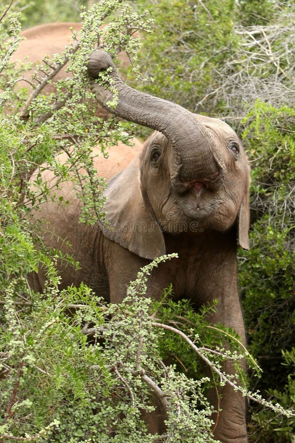 Young Elephant Eating Leaves Stock Photo - Image of juicy