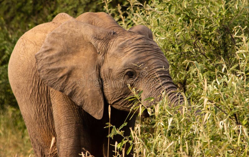 Young elephant grazing on a tree stock image Young elephant grazing on a tree stock image