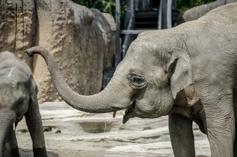 Laughing elephant stock image. Image of looking, pattern 22940847