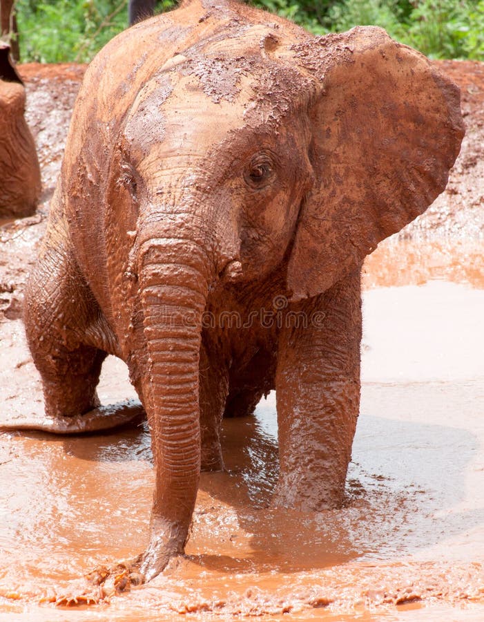 Elephant Playing in Muddy Water Stock Photo Image of africana