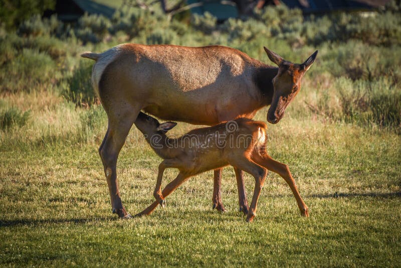 Young elk calf nursing in Mammoth Hot Springs