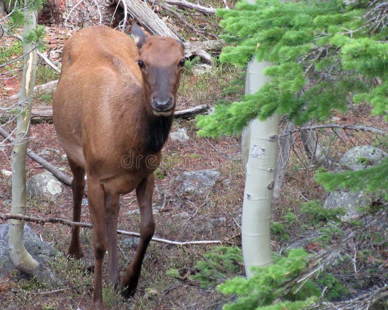 Young elk cow in forest