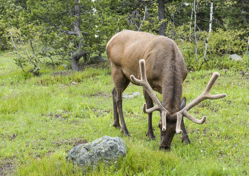 Young elk in Grand Tetons