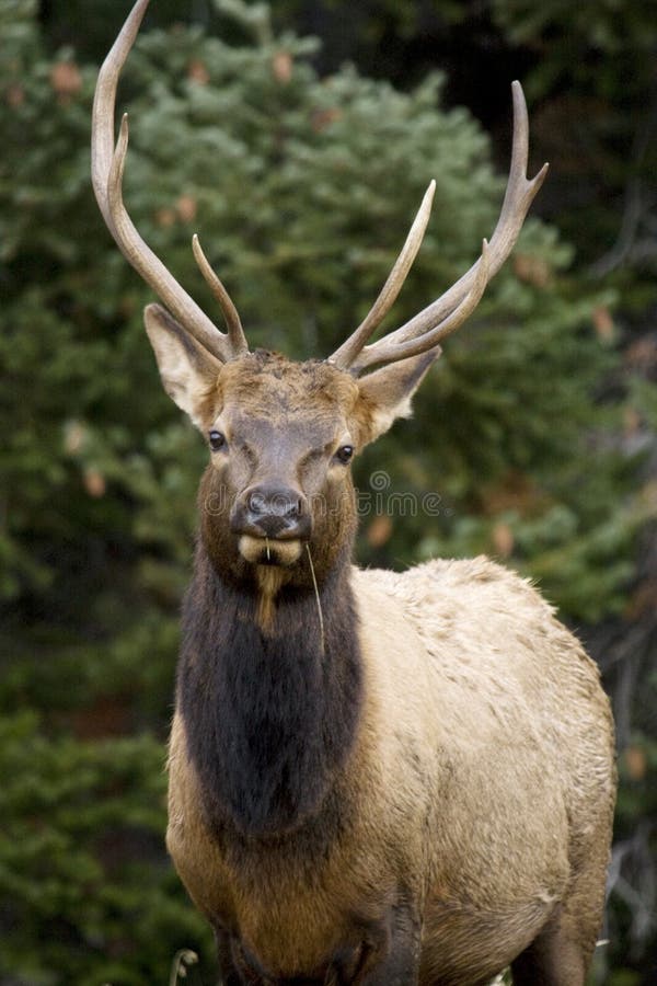 Young Elk Watching