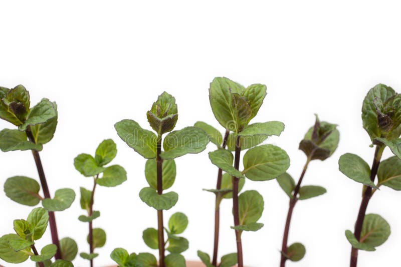 Young English mint stock image. Image of white, green 34711209