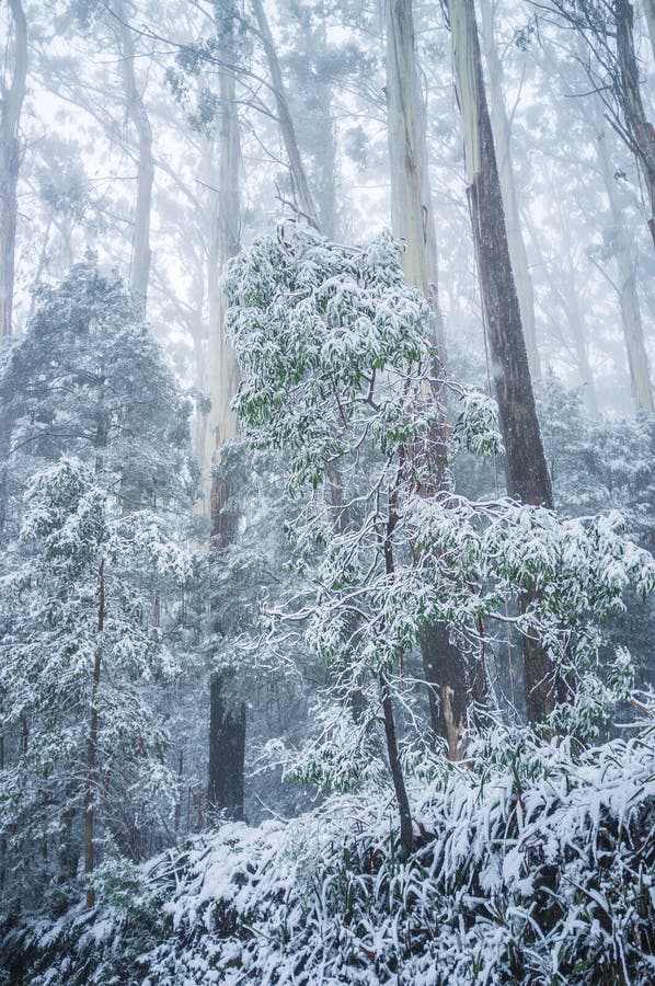 Young Eucalyptus Tree Covered in Snow. Winter in Australia Stock Photo