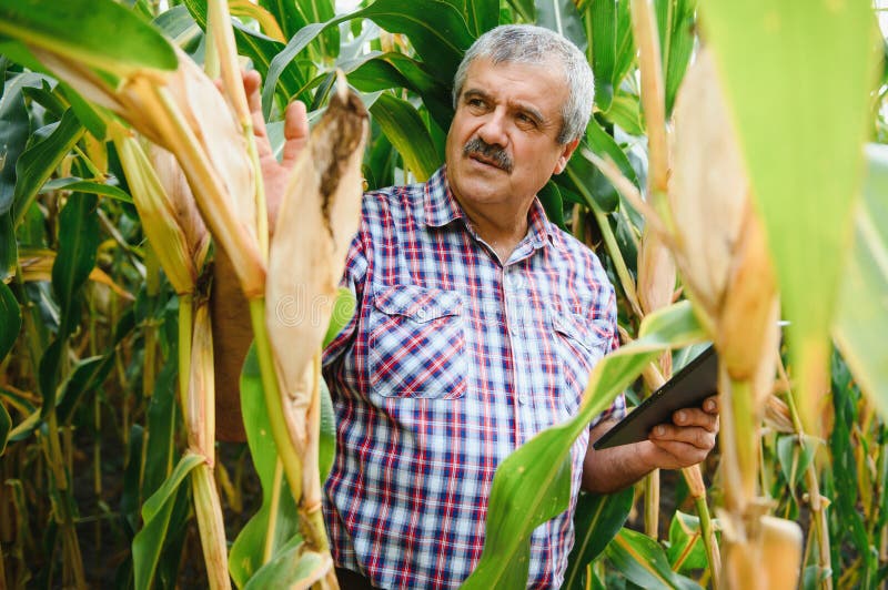 Young Farmer Examine Corn Seed in Corn Fields during Harvest Stock