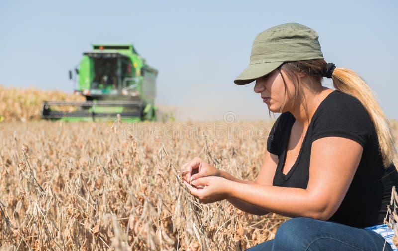 Young farmer girl examing soybean plant during harvest royalty free stock photos Young farmer girl examing soybean plant during harvest royalty free stock photos