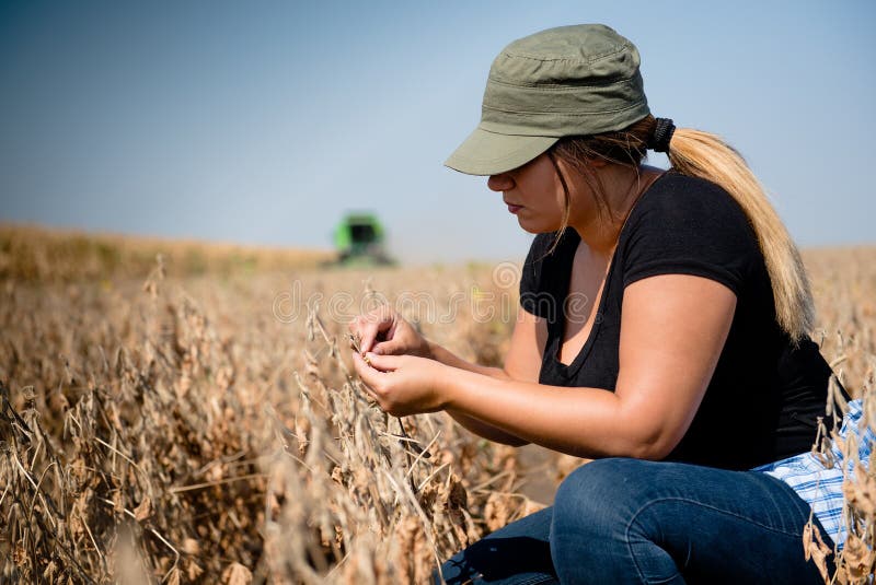 Young farmer girl examing soybean plant during harvest