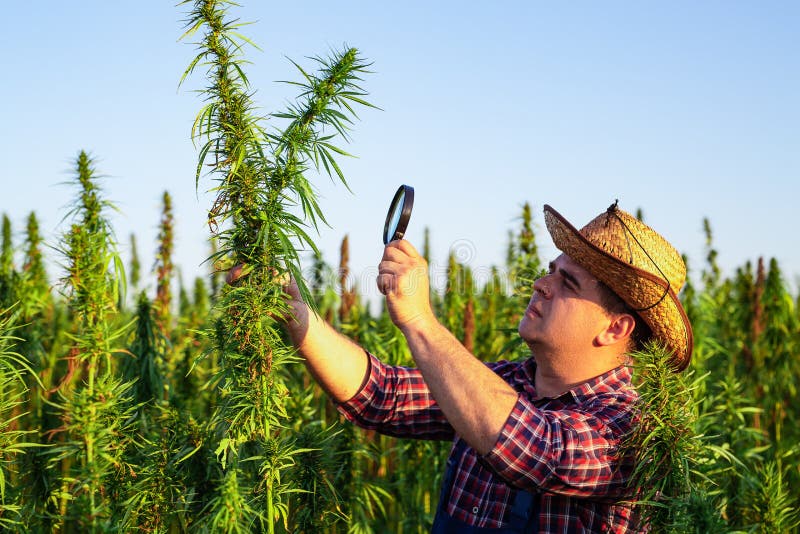 Farmer Growing Hemp and Checking Plants Growth. Stock Photo Image of