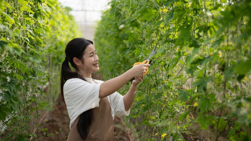 A young farmer harvesting bitter melon inside a greenhouse stock images