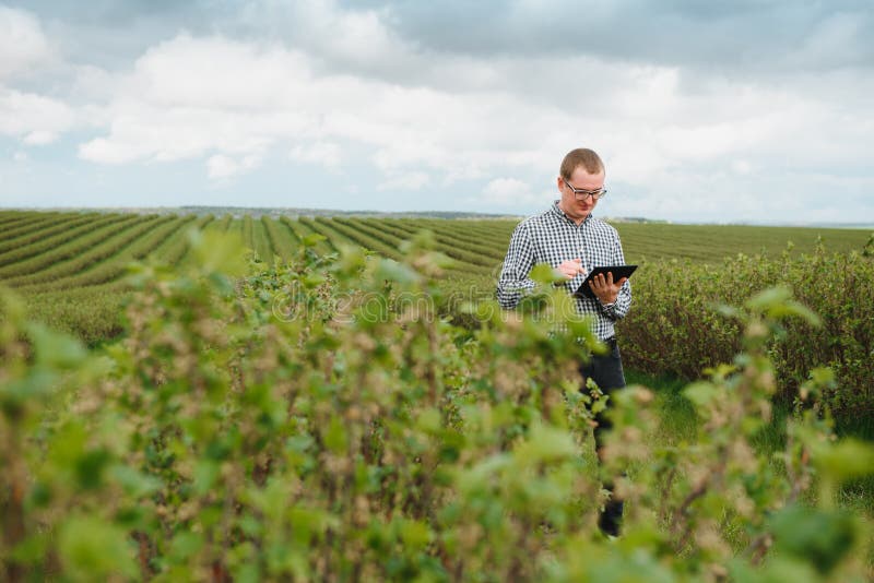 Young Farmer Inspects Currant Field. the Concept of Fruit and Berry