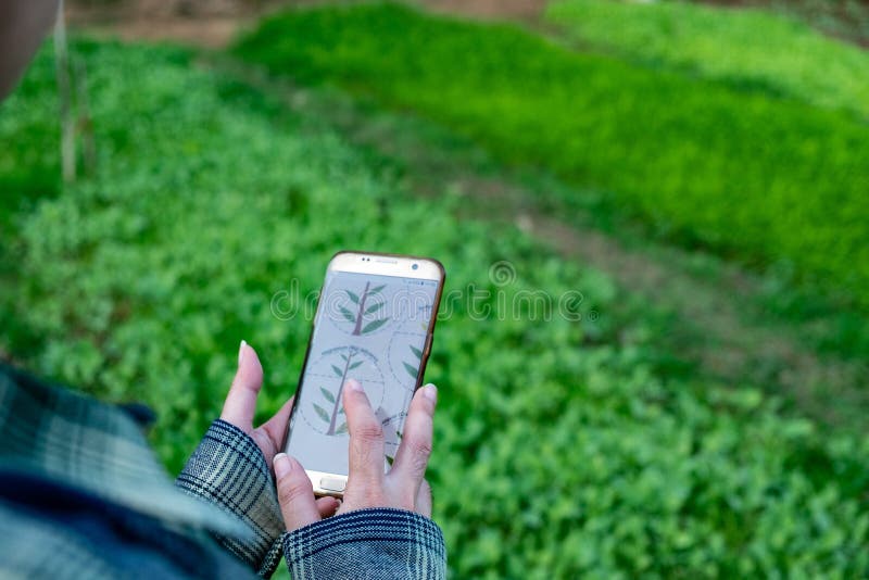 Young farmer observing some charts vegetable filed in mobile phone, Eco organic modern smart farm 4.0 technology concept