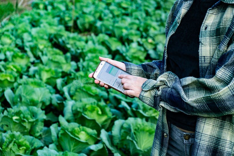 Young farmer observing some charts vegetable filed in mobile phone, Eco organic smart farm 4.0 technology concept, Agronomist in A