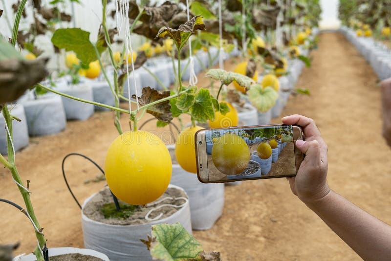 Young farmer observing some photograph melon filed in mobile phone, Eco organic modern smart farm 4.0 technology concept