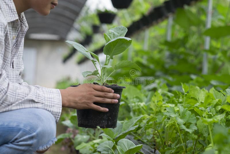 Young Farmer Picking Fresh Organic Vegetables Form His Garden. Stock