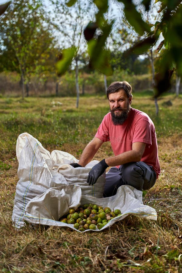 Farmer harvesting walnuts stock image. Image of collecting 160010645