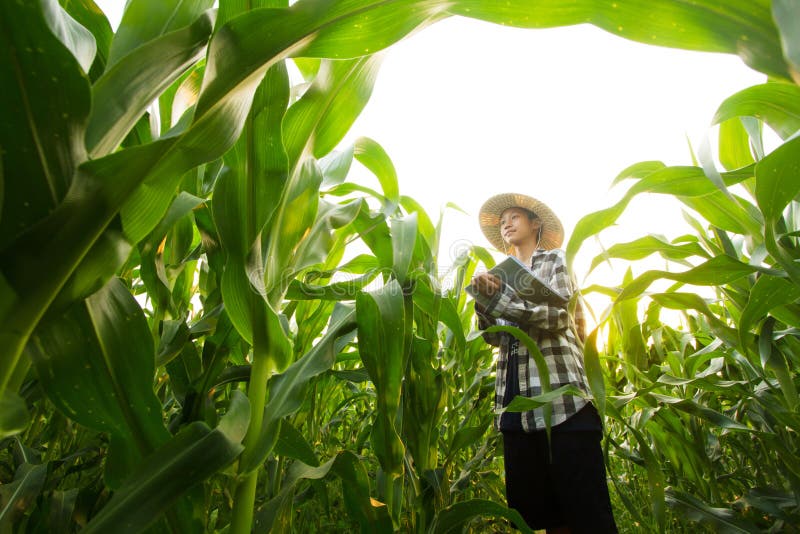 A young farmer standing in middle corn farm checking corn plant health