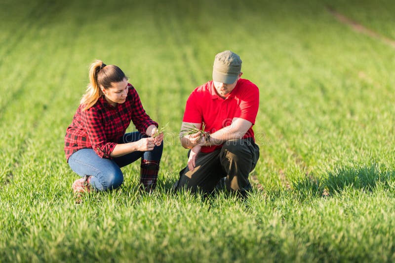 Young farmers examing planted wheat in the field