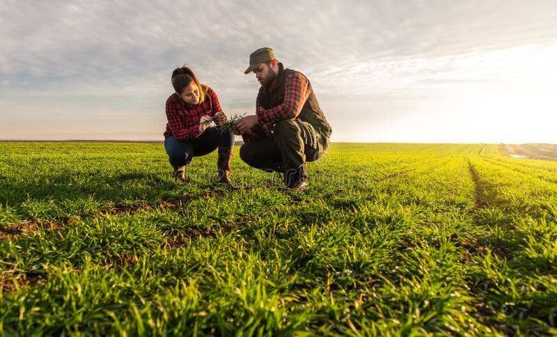 Young farmers examing  planted wheat