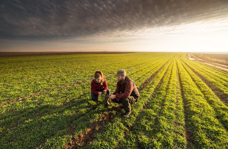 Young farmers examing planted young wheat during winter season