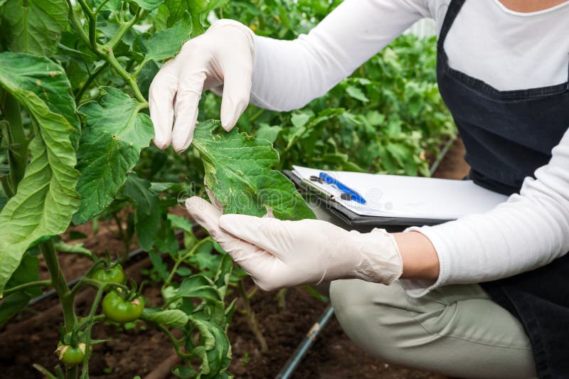 Biotecnologie donna ingegnere con un blocco per appunti e penna esame di una pianta a foglia per malattia! 