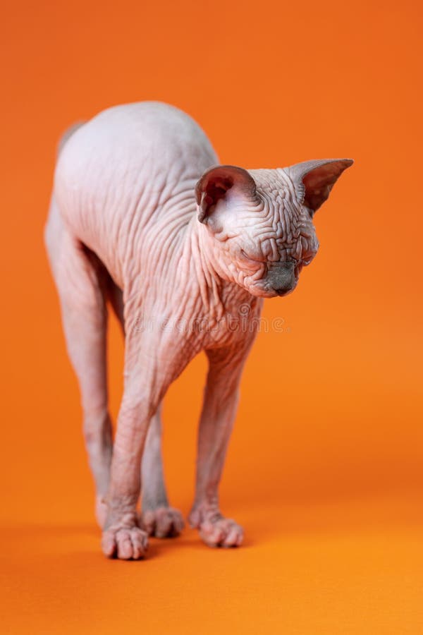 Hairless Little Pussy