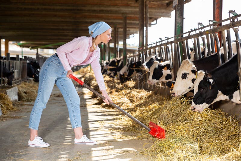 Female Holstein Cow Grazing Stock Photo Image Of Bovine Fresh 21093376