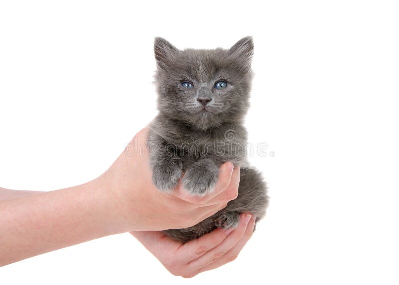 Hands holding tiny grey kitten isolated