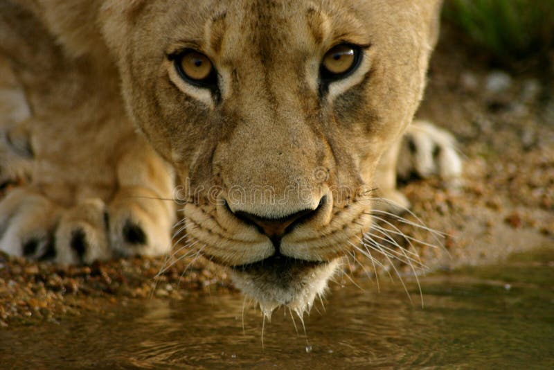 Young female lion