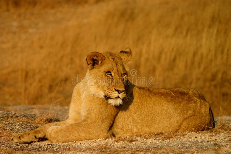 Young female lion