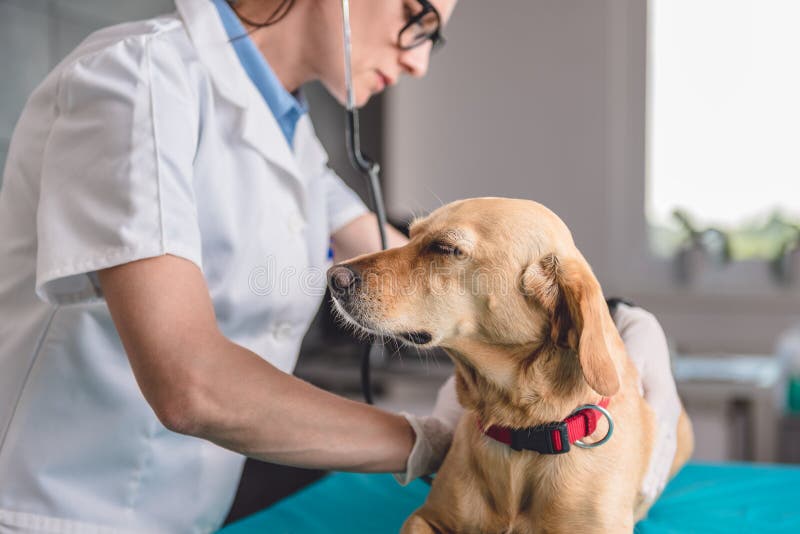 Young female veterinarian checking up the dog at the veterinarian clinic. Young female veterinarian checking up the dog at the veterinarian clinic