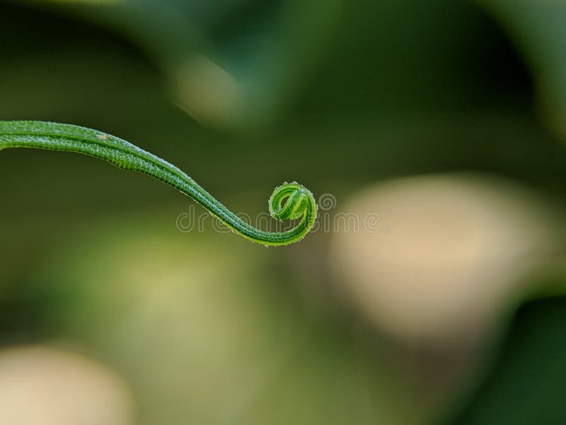 Young fern leaf detail on soft nature background stock photos Young fern leaf detail on soft nature background stock photos