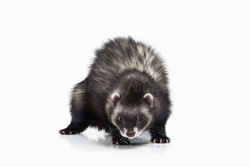 Young ferret on white background royalty free stock images Young ferret on white background royalty free stock images