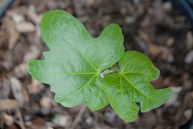 Young figs leaves stock image. Image of background, foliage 58285179