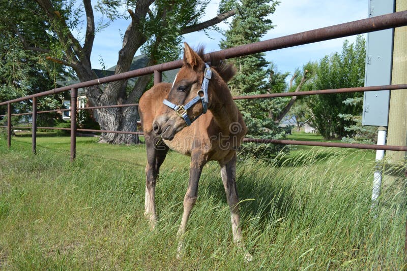 Young Thoroughbred cross filly in a pasture