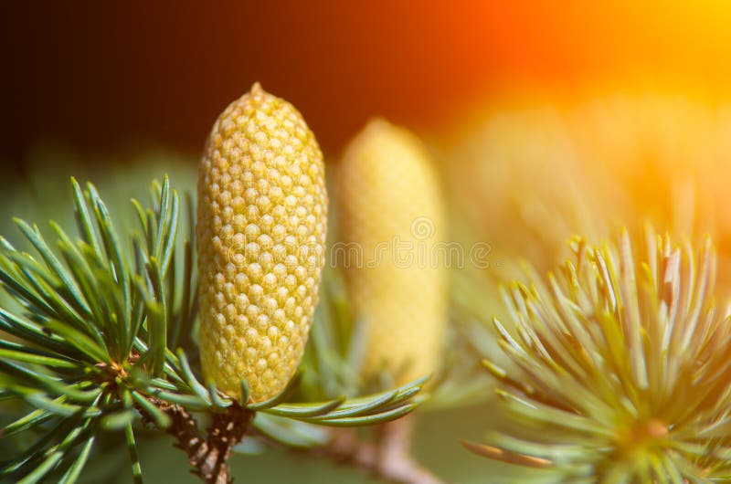 Young fir cones and needles