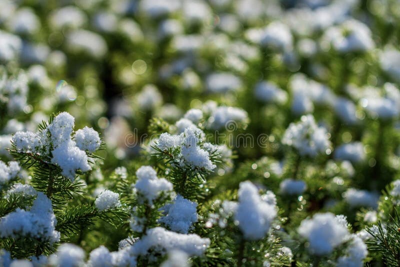 Young fir tree seedlings under snow royalty free stock photography