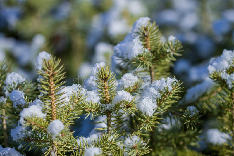 Young fir tree seedlings under snow royalty free stock photos