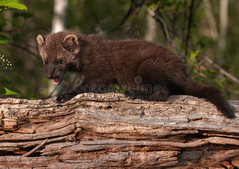 Young Fisher (Martes pennanti) Open Mouth on Log