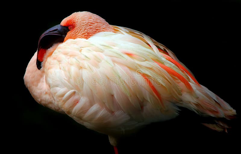 Young flamingo bird resting royalty free stock photography