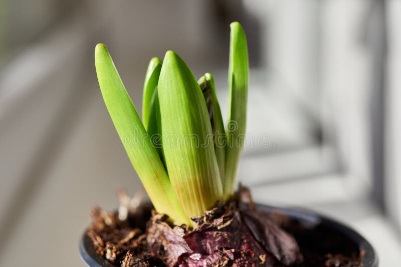 Young Flower Bulb Planted in Soil Stock Photo Image of detail, birth