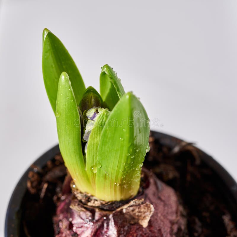 Young Flower Bulb Planted in Soil Stock Photo Image of bloom, macro