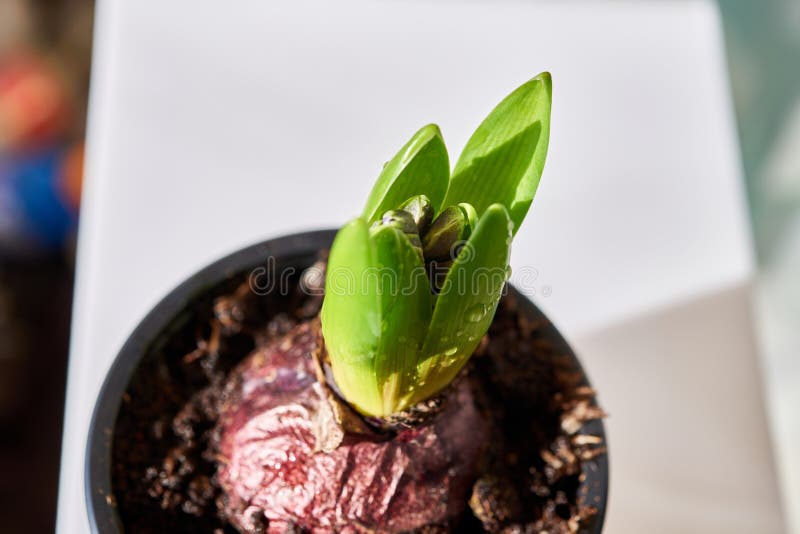 Young Flower Bulb Planted in Soil Stock Image Image of botanical