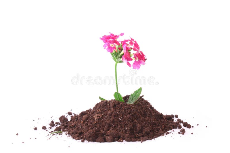 Young flower in ground stock photo. Image of botanical 9798112