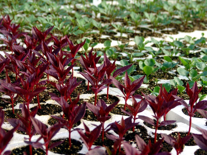 Young flower plant