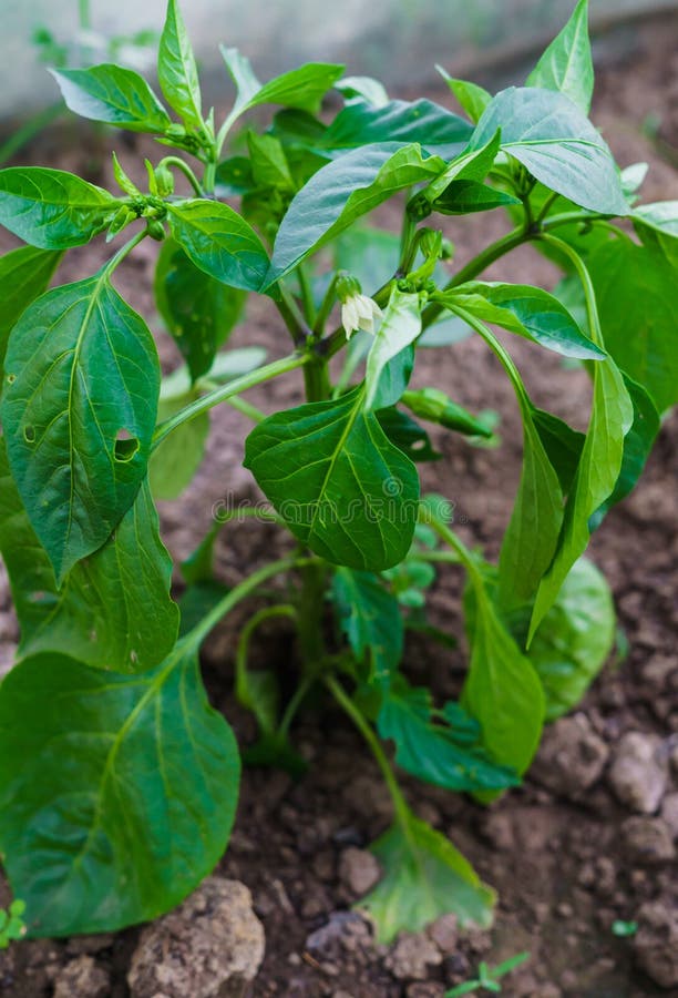 Young flowering seedlings of pepper.Flowering pepper bushes with white flowers royalty free stock photos Young flowering seedlings of pepper.Flowering pepper bushes with white flowers royalty free stock photos