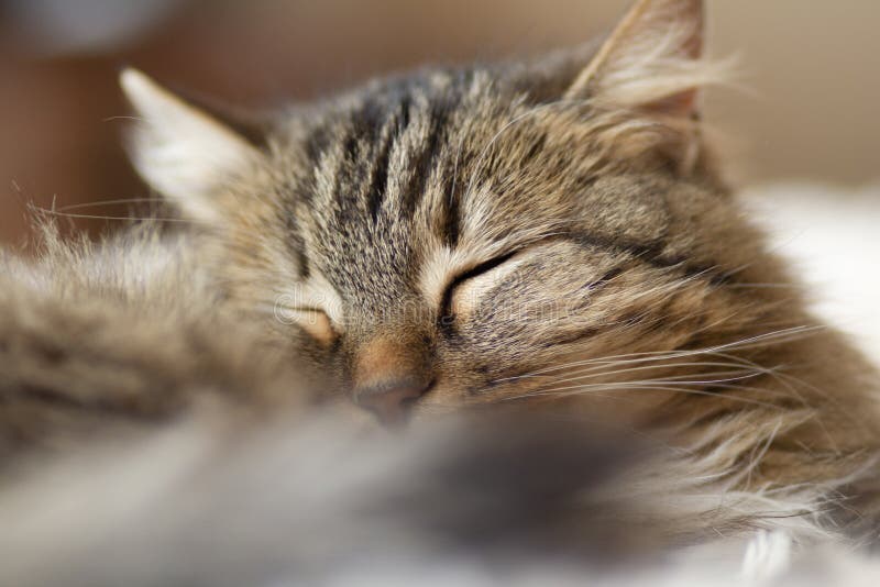 Young Siberian Cat Sleeping Stock Photo - Image of kitty, mammal: 31519184