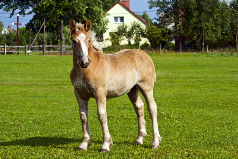 A young foal